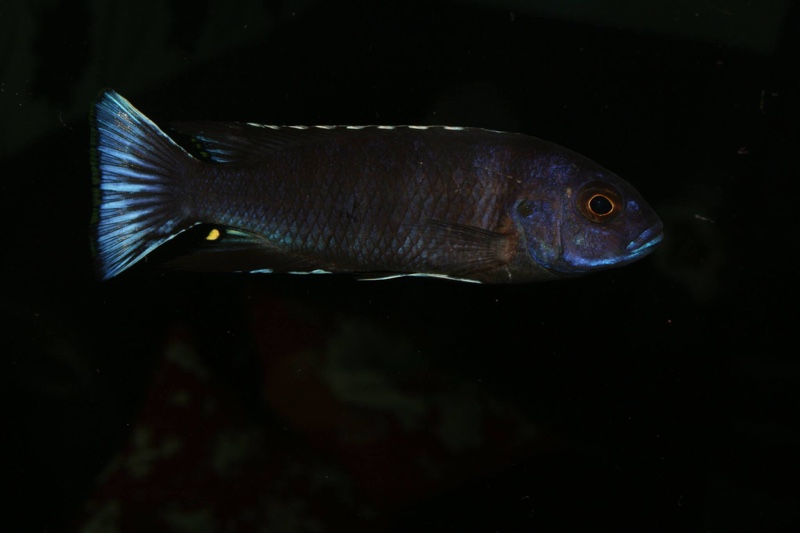 Pseudotropheus elegans 'Ngara'